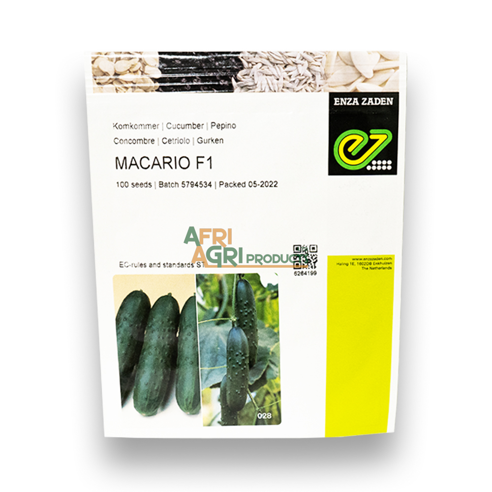 Cucumber Macario F1 (1,000)